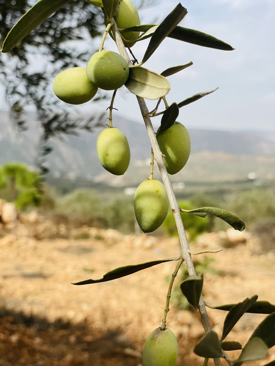 Olive farming in times of war